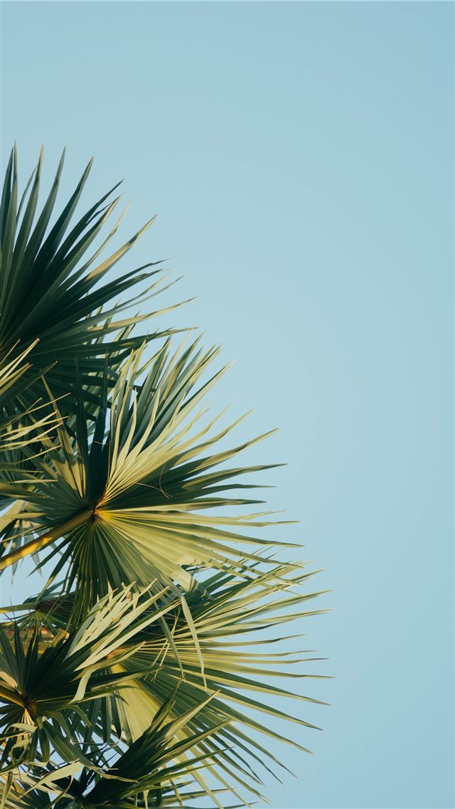 fan palm tree under blue sky iPhone 8 wallpaper 