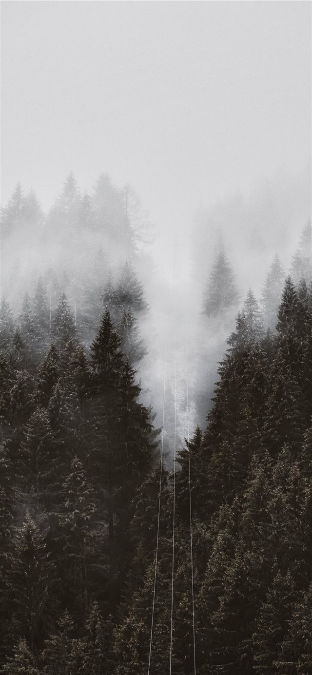field of trees iPhone 11 wallpaper 