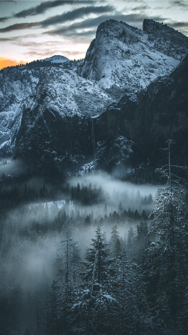 fog covered forest iPhone 8 wallpaper 