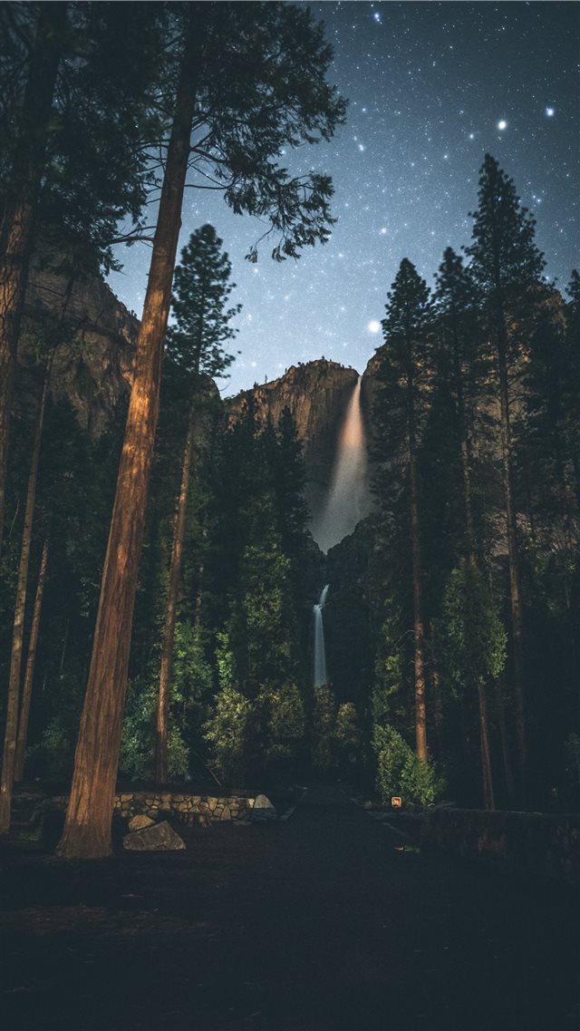 forest painting iPhone 8 wallpaper 