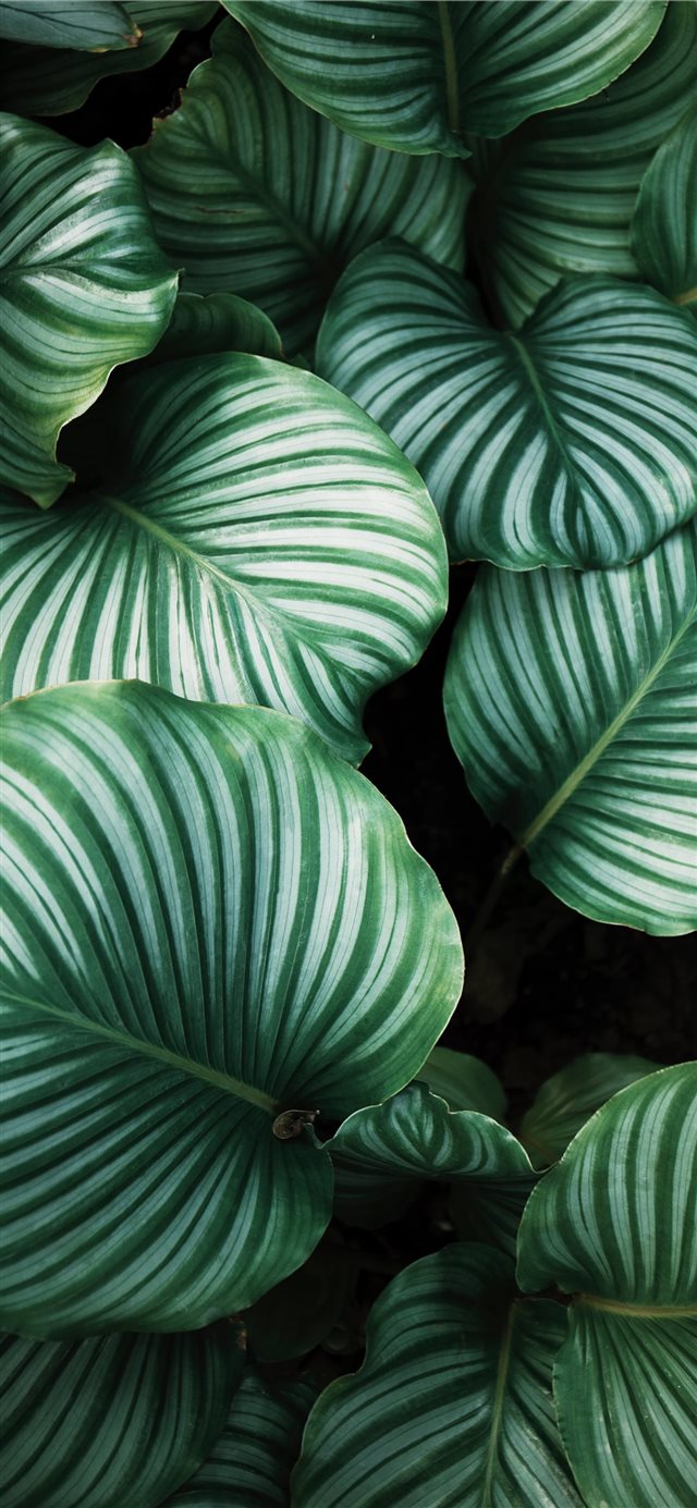 green and white leafed plants iPhone X wallpaper 