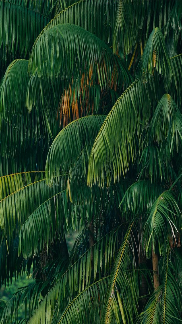 green coconut tree iPhone 8 wallpaper 