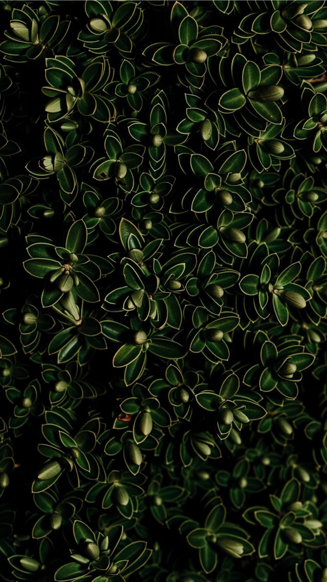 green leaf plant iPhone 8 wallpaper 
