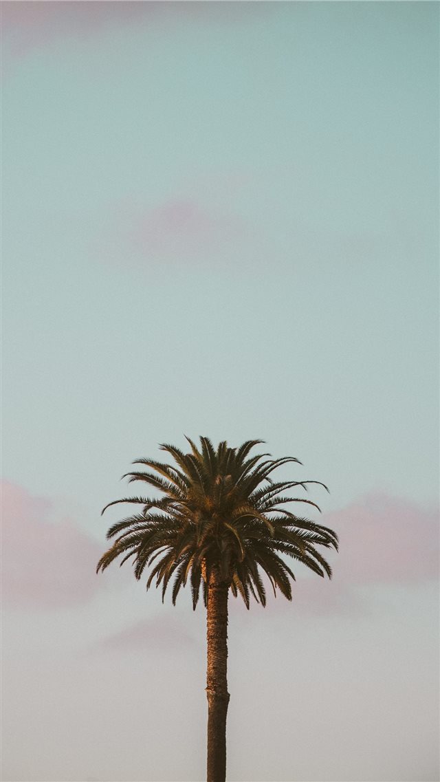green palm tree iPhone 8 wallpaper 