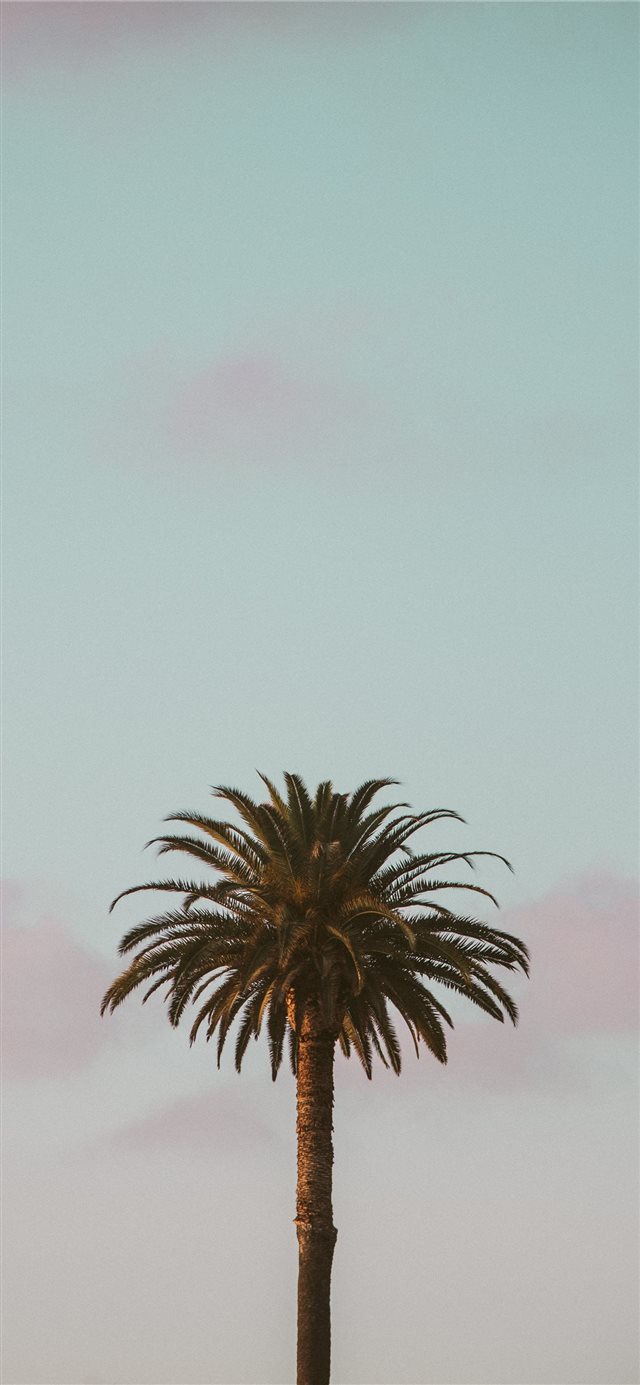 green palm tree iPhone X wallpaper 