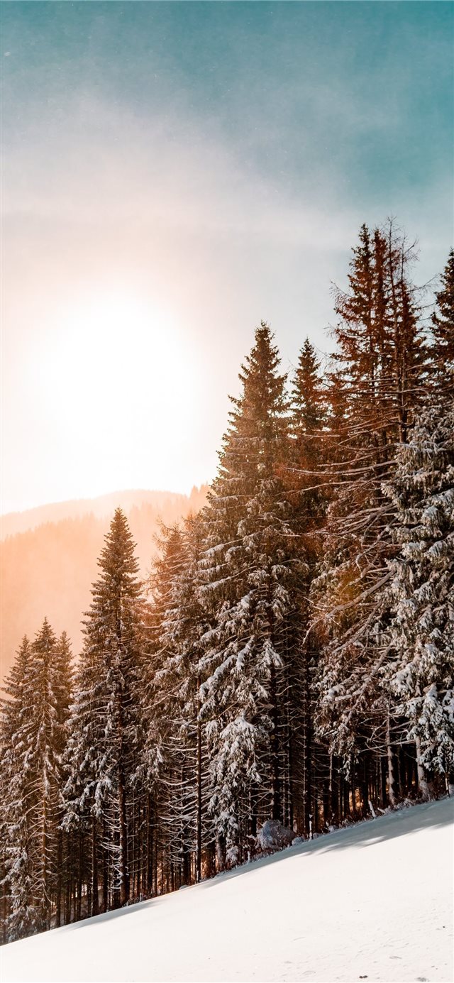 green pine trees on inclined snow mountain iPhone X wallpaper 