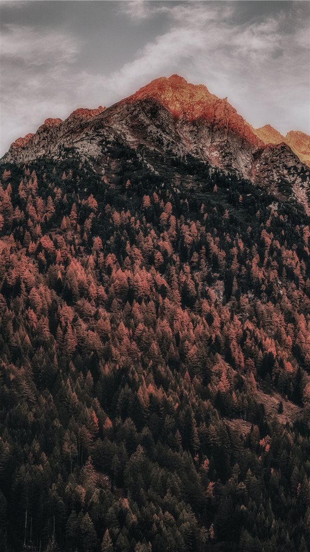green trees covered mountain iPhone 8 wallpaper 