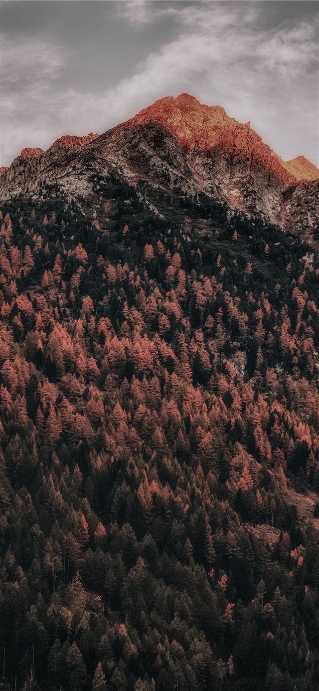 green trees covered mountain iPhone X wallpaper 