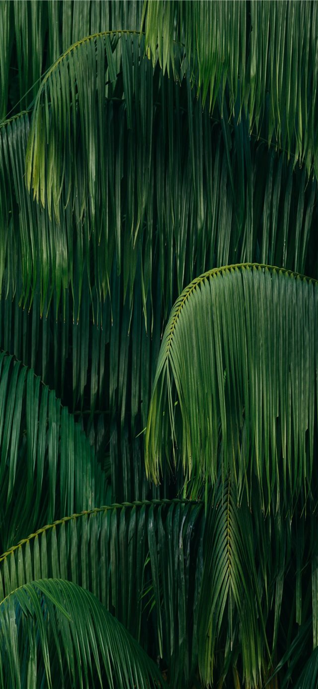palm leaves iPhone X wallpaper 