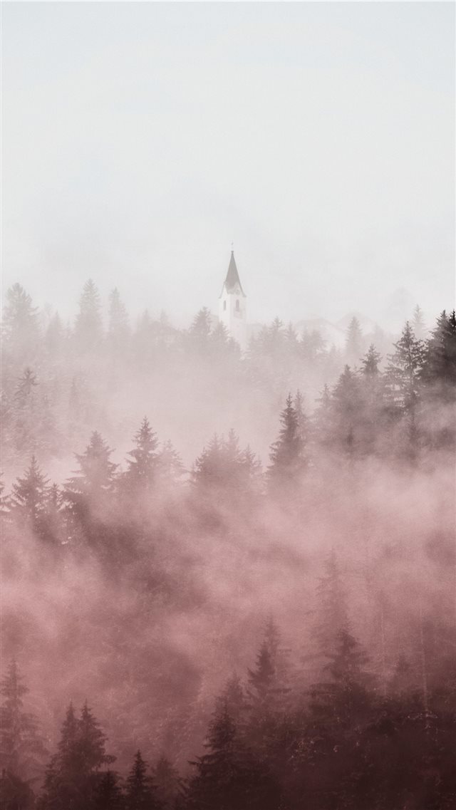 pine trees covered in fogs iPhone 8 wallpaper 