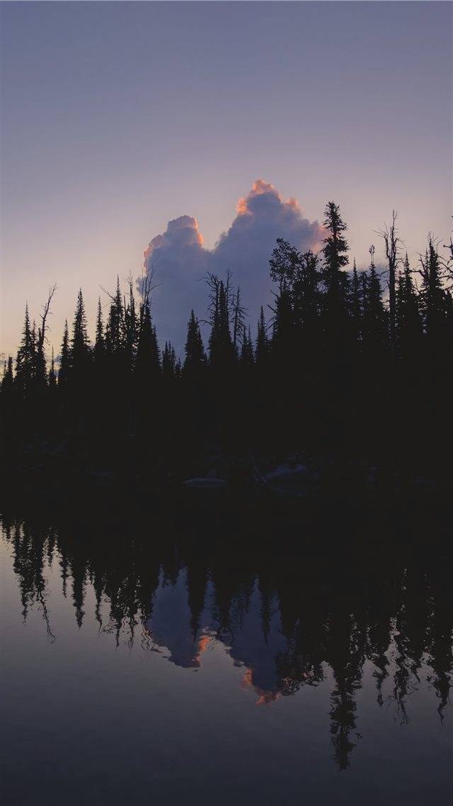 pine trees front of calm water iPhone 8 wallpaper 