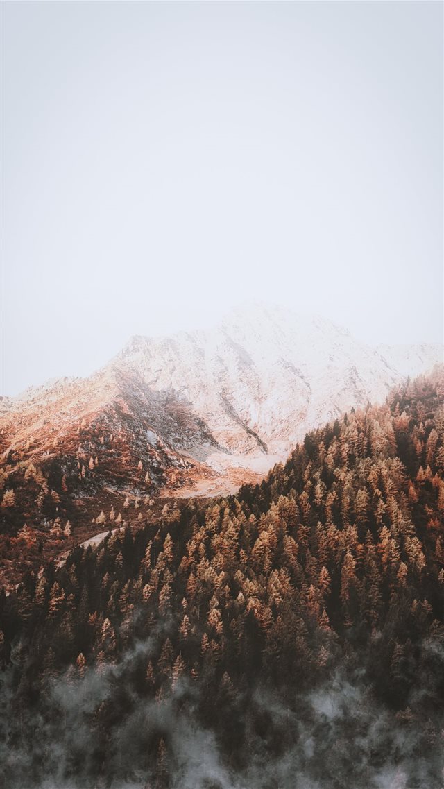 pine trees under foggy weather during daytime iPhone 8 wallpaper 