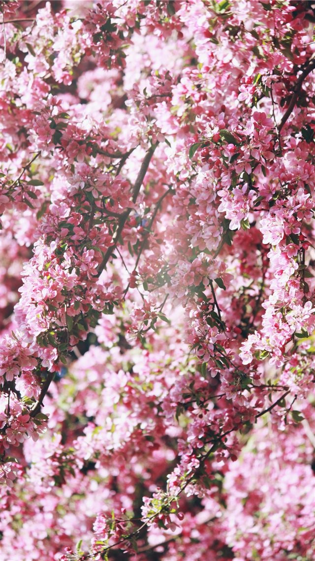 pink flowers iPhone 8 wallpaper 