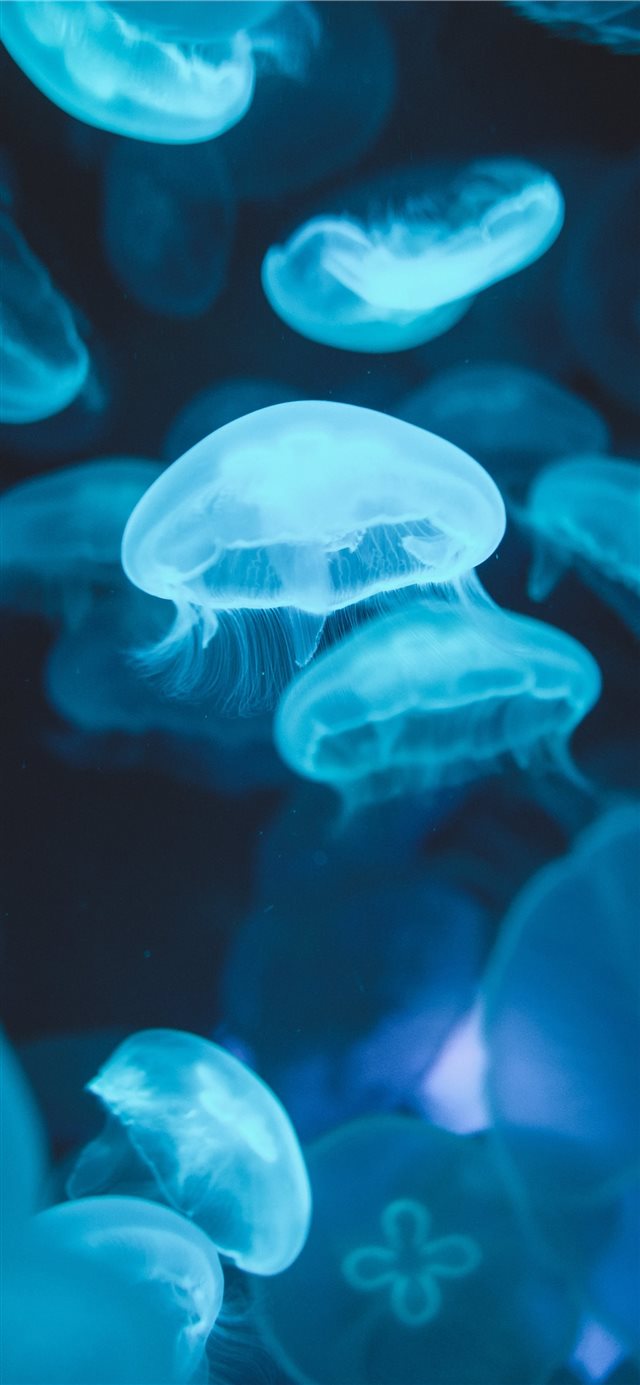 school of jellyfish swimming on water iPhone 11 wallpaper 