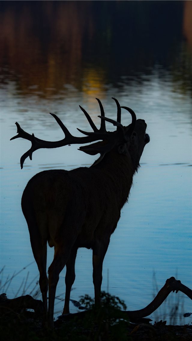 silhouette of deer beside body of water iPhone 8 wallpaper 