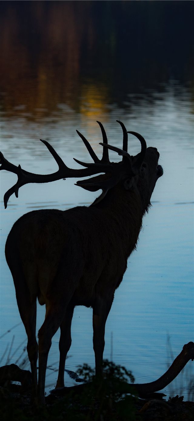 silhouette of deer beside body of water iPhone X wallpaper 