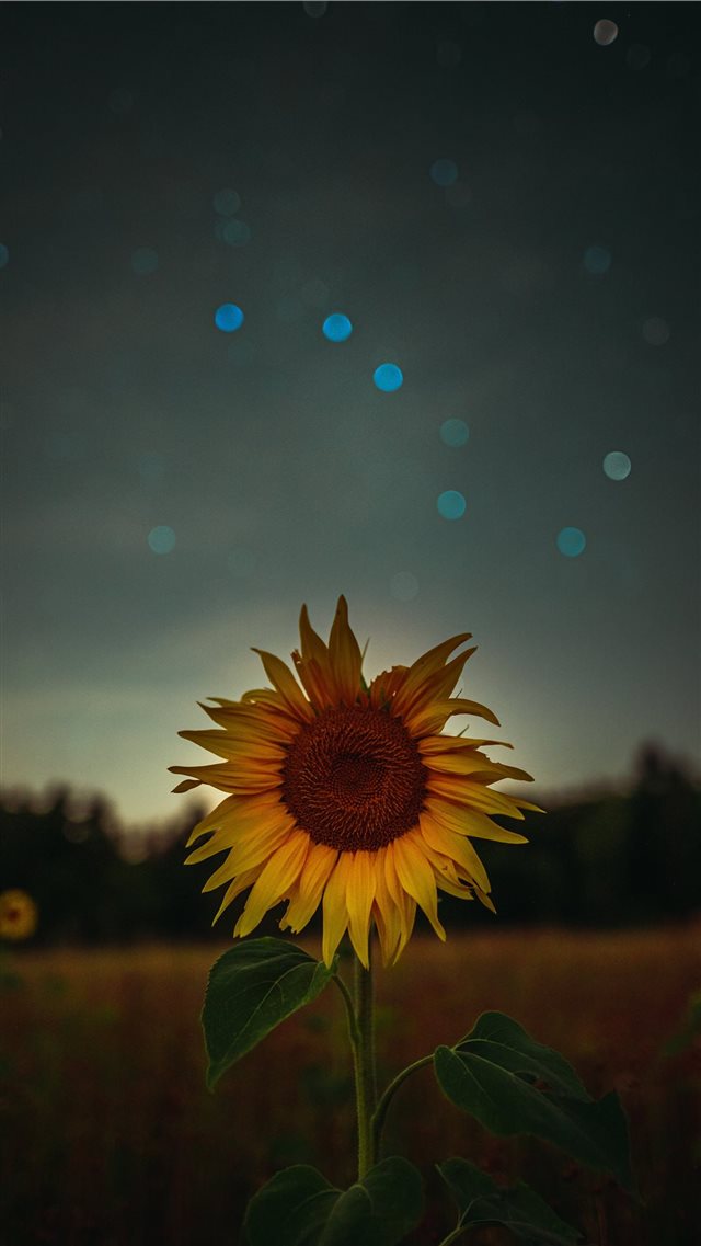 sunflower during golden hour iPhone SE wallpaper 