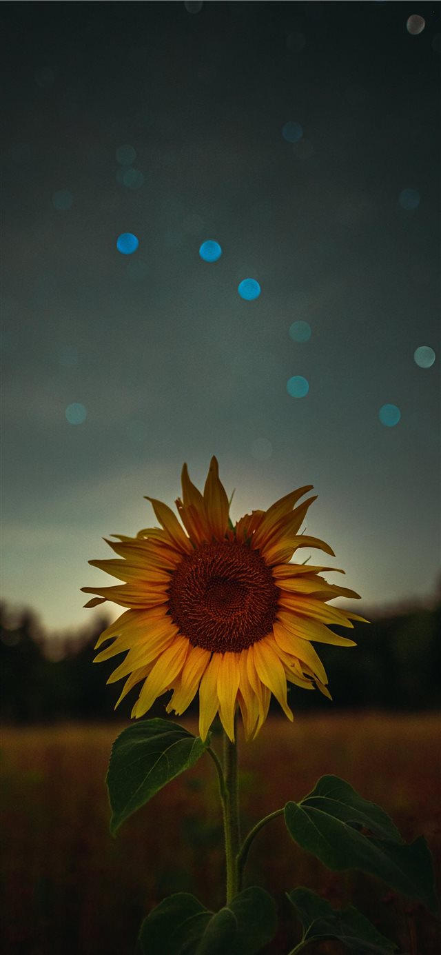 sunflower during golden hour iPhone X wallpaper 