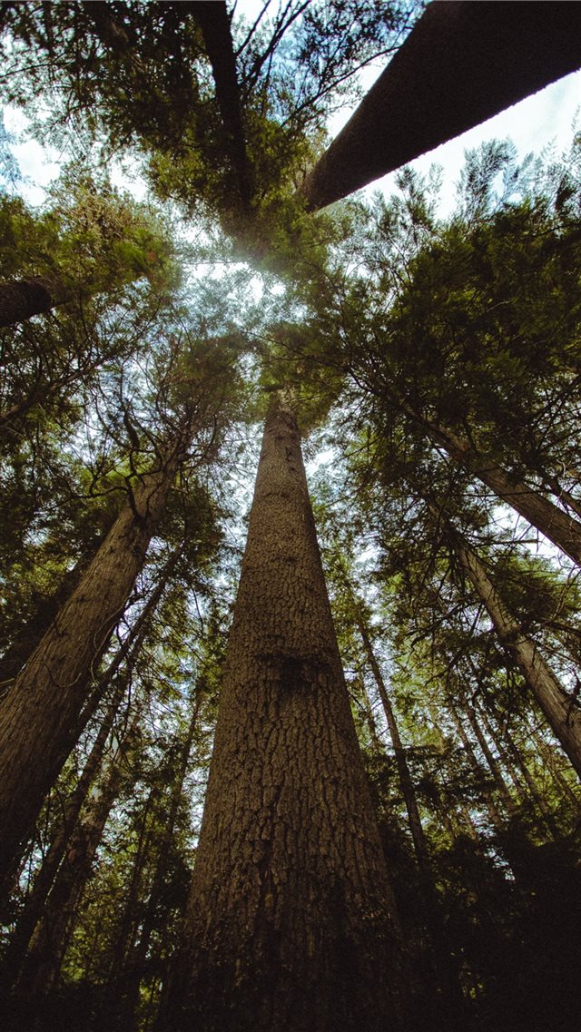 tall green trees during daytime iPhone 8 wallpaper 
