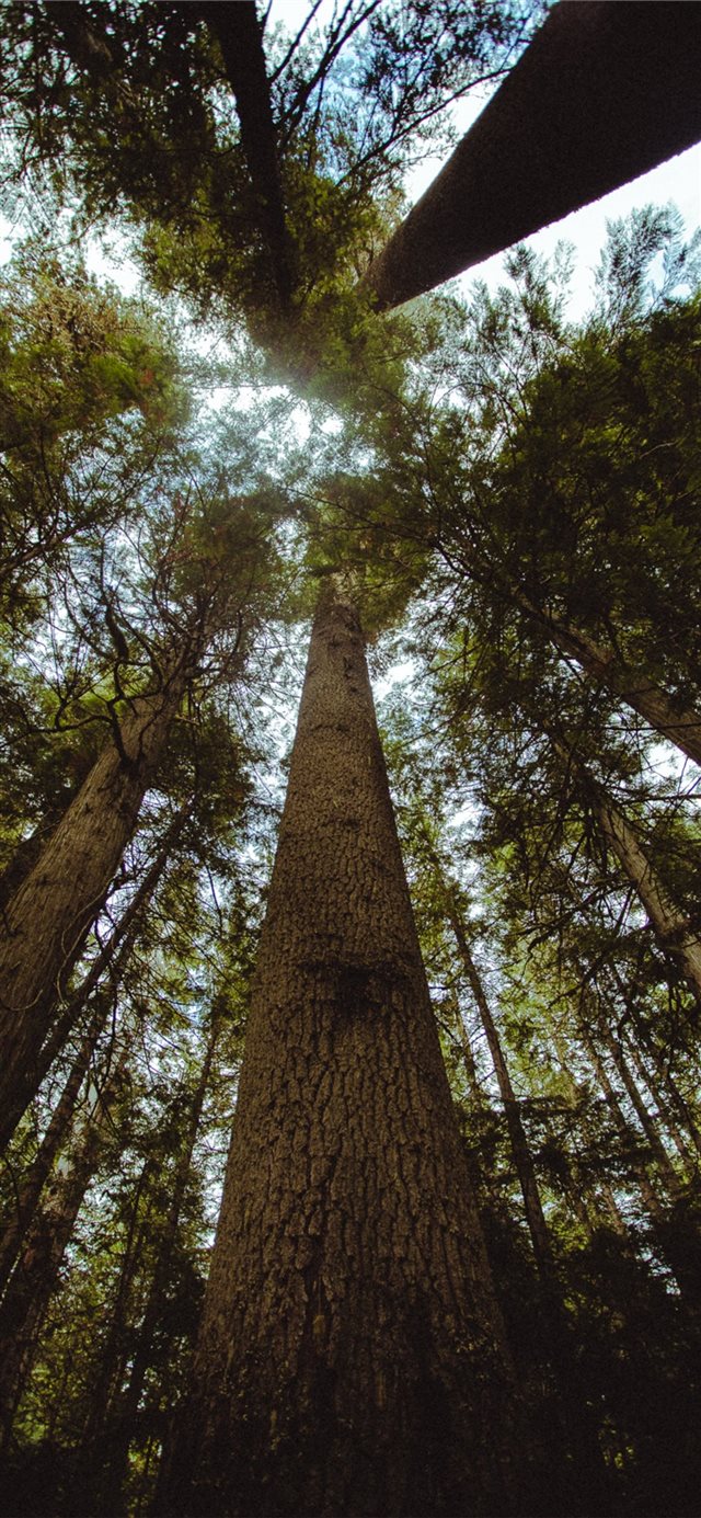 tall green trees during daytime iPhone X wallpaper 