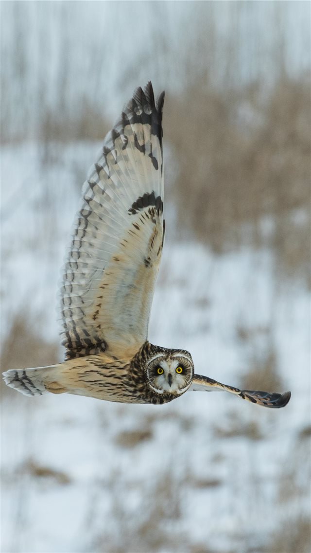 time lapse photography of owl flying iPhone 8 wallpaper 