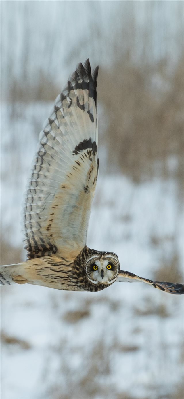 time lapse photography of owl flying iPhone X wallpaper 