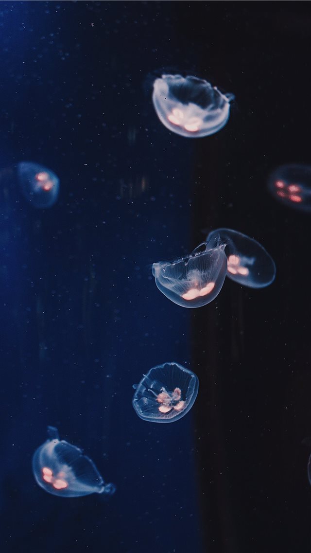 underwater photography of Jelly fishes iPhone 8 wallpaper 