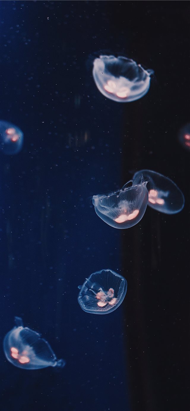 underwater photography of Jelly fishes iPhone X wallpaper 