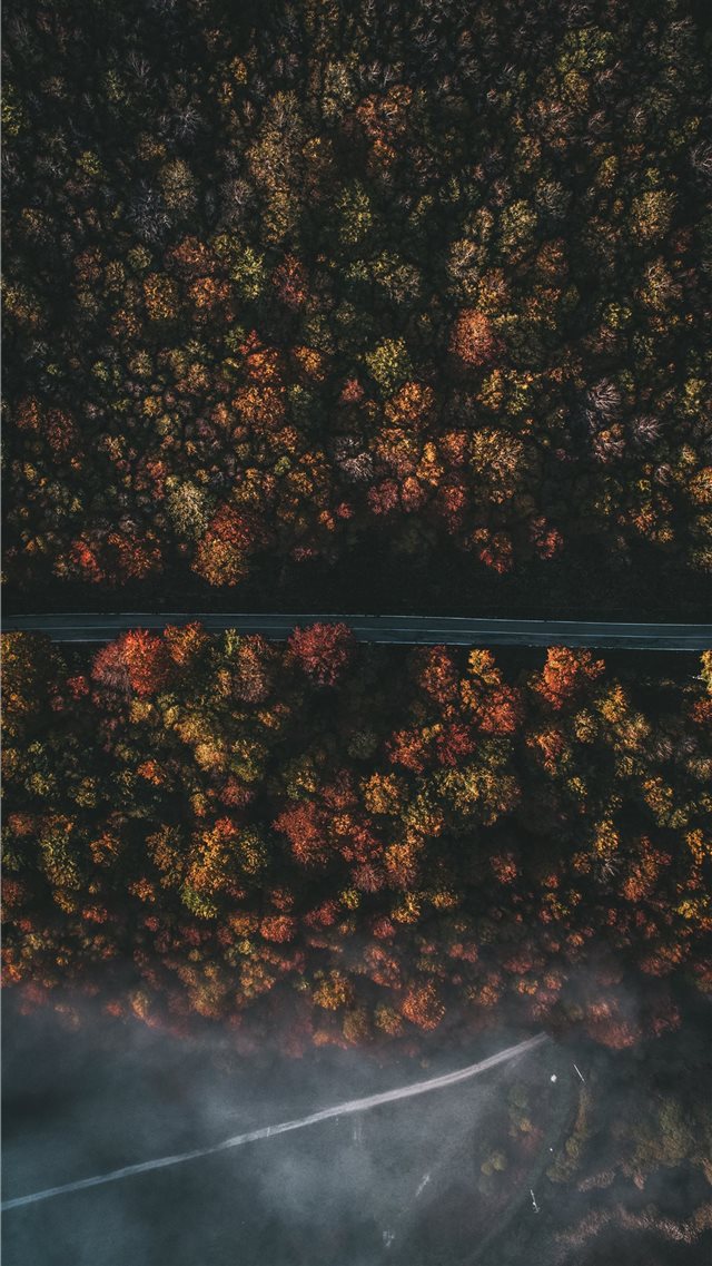 aerial photography of roadway and trees iPhone 8 wallpaper 