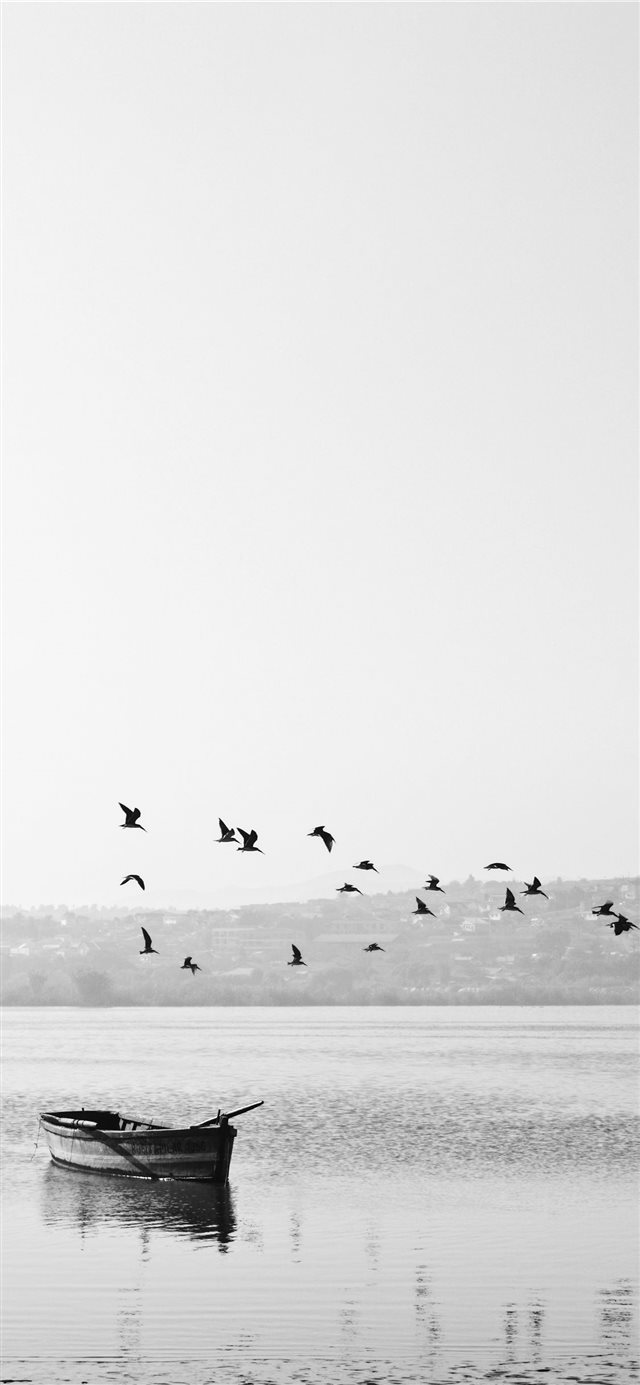 birds flying over boat iPhone 11 wallpaper 