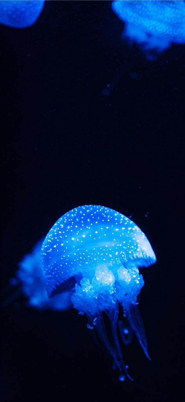 blue jellyfish lot close up photography iPhone X wallpaper 