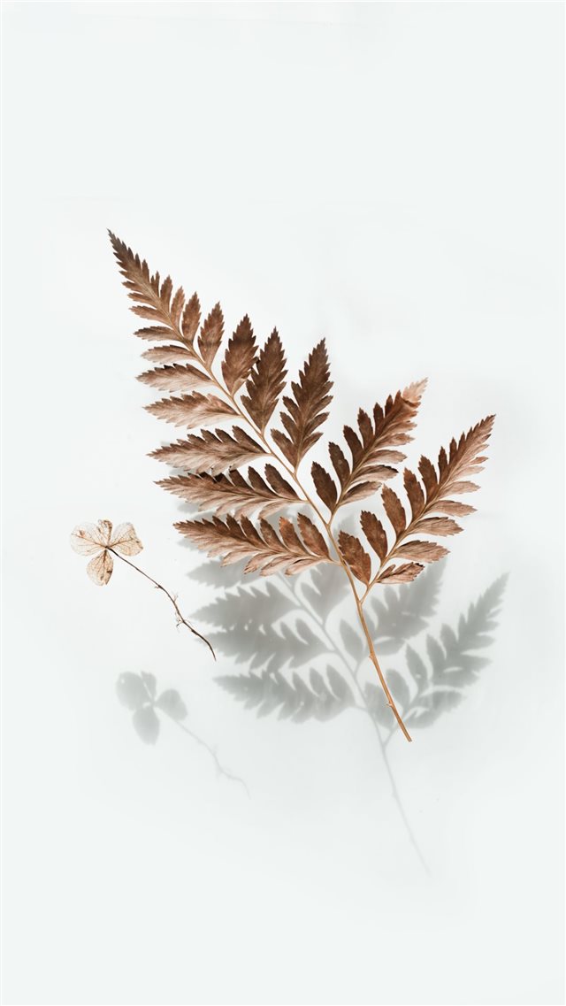 brown leaf iPhone 8 wallpaper 