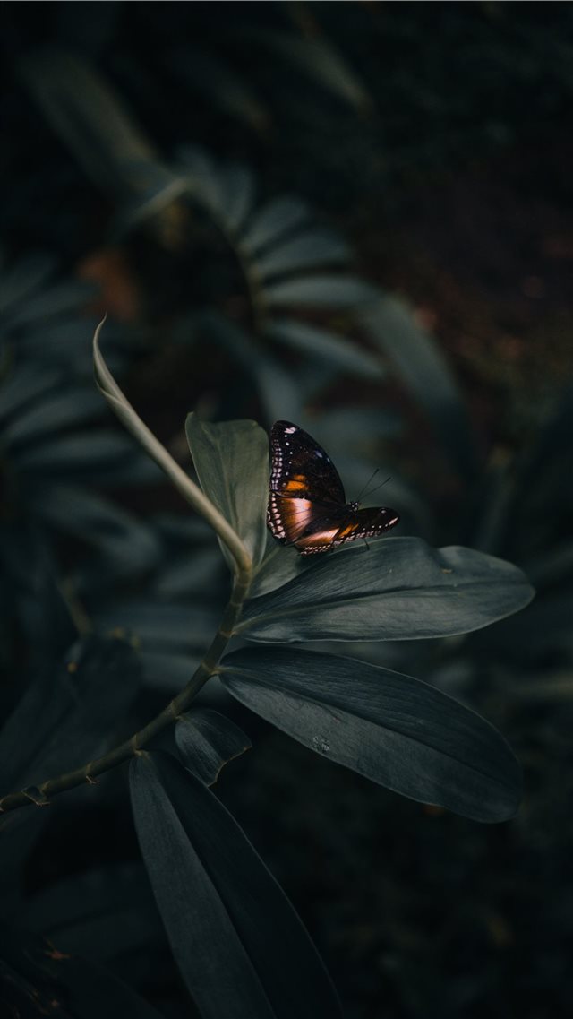 butterfly perching on leaves iPhone 8 wallpaper 
