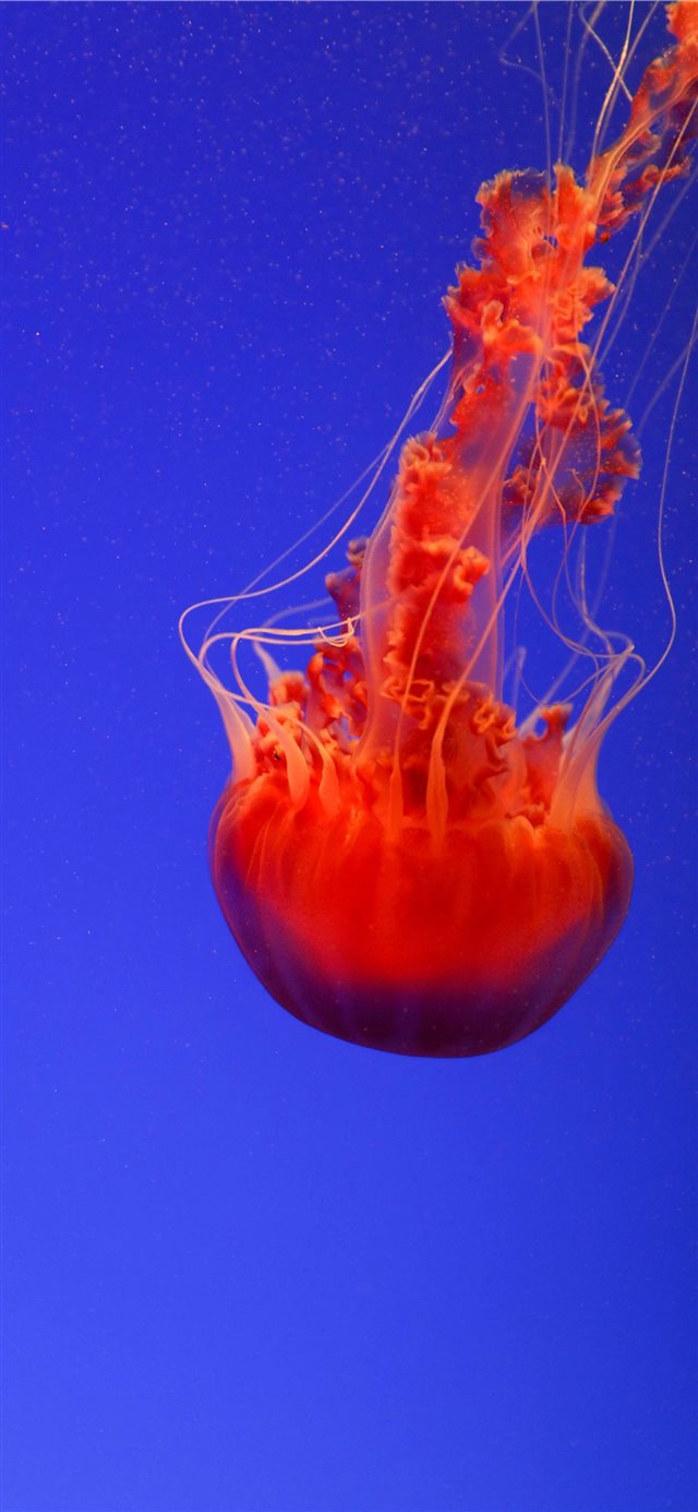 close up photography of red jellyfish iPhone X wallpaper 