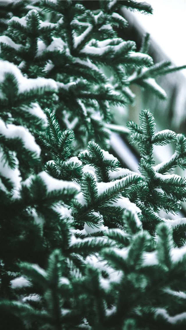 close up photography of snow covered green pine tr... iPhone 8 wallpaper 