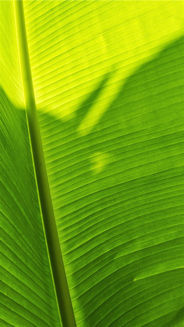green banana leaf iPhone 8 wallpaper 