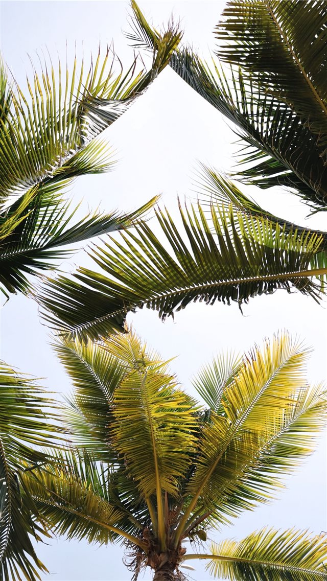 green coconut trees iPhone 8 wallpaper 
