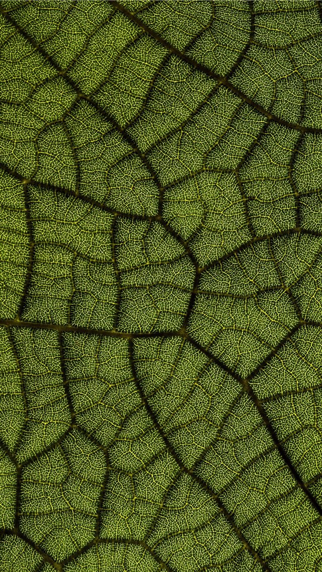 green leaf iPhone 8 wallpaper 