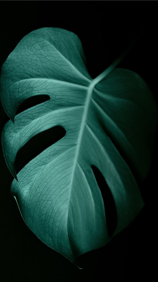 green leaf in dark surface iPhone 8 wallpaper 