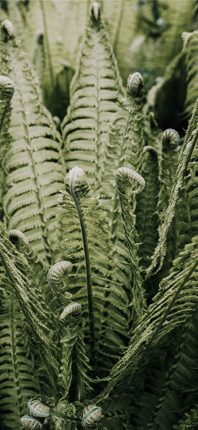 green leafed plant iPhone X wallpaper 
