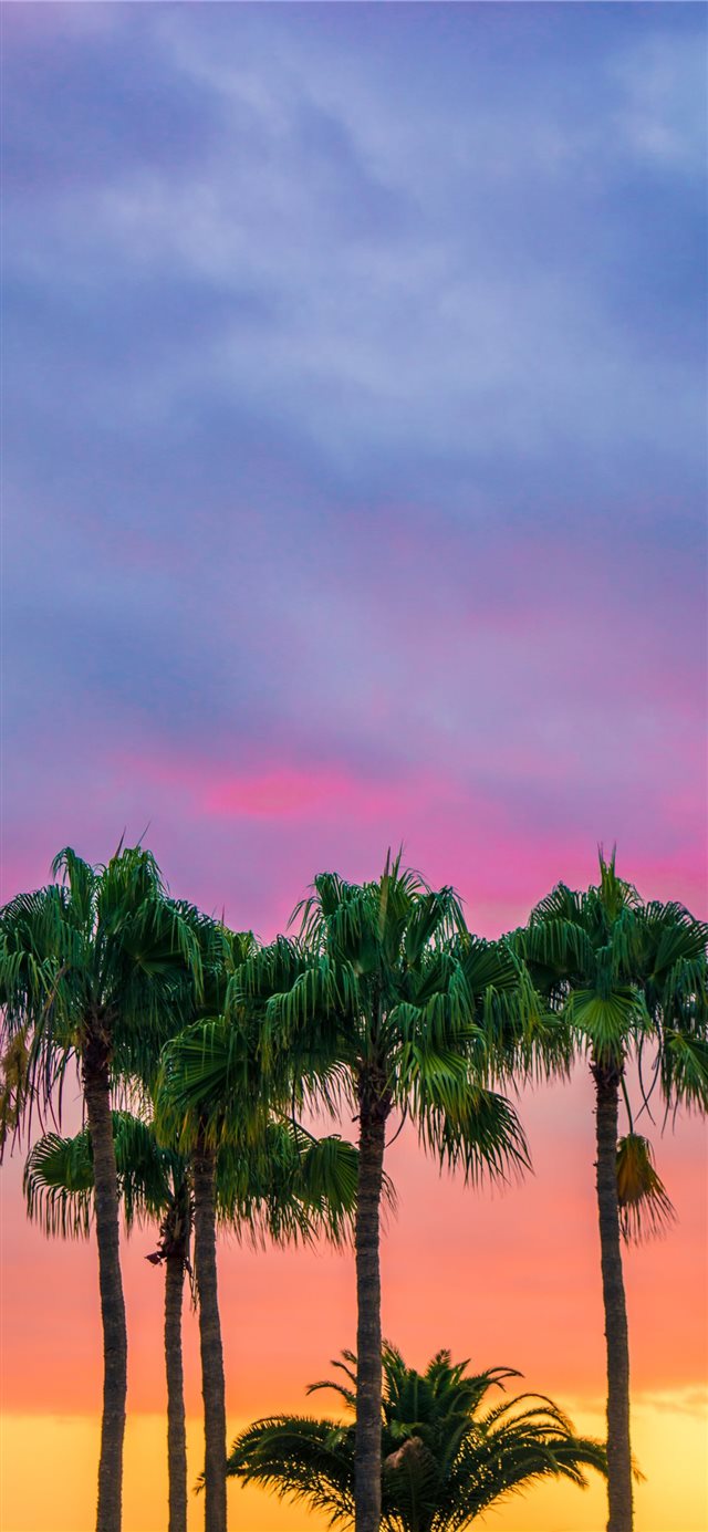 green leaves tree under blue sky during golden hou... iPhone X wallpaper 