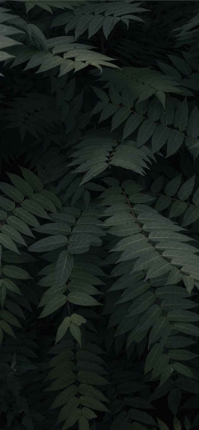 green leefed plants iPhone X wallpaper 