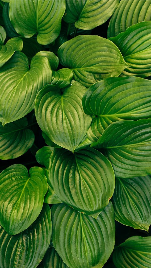 green plant iPhone 8 wallpaper 