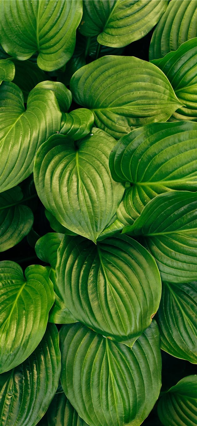 green plant iPhone X wallpaper 