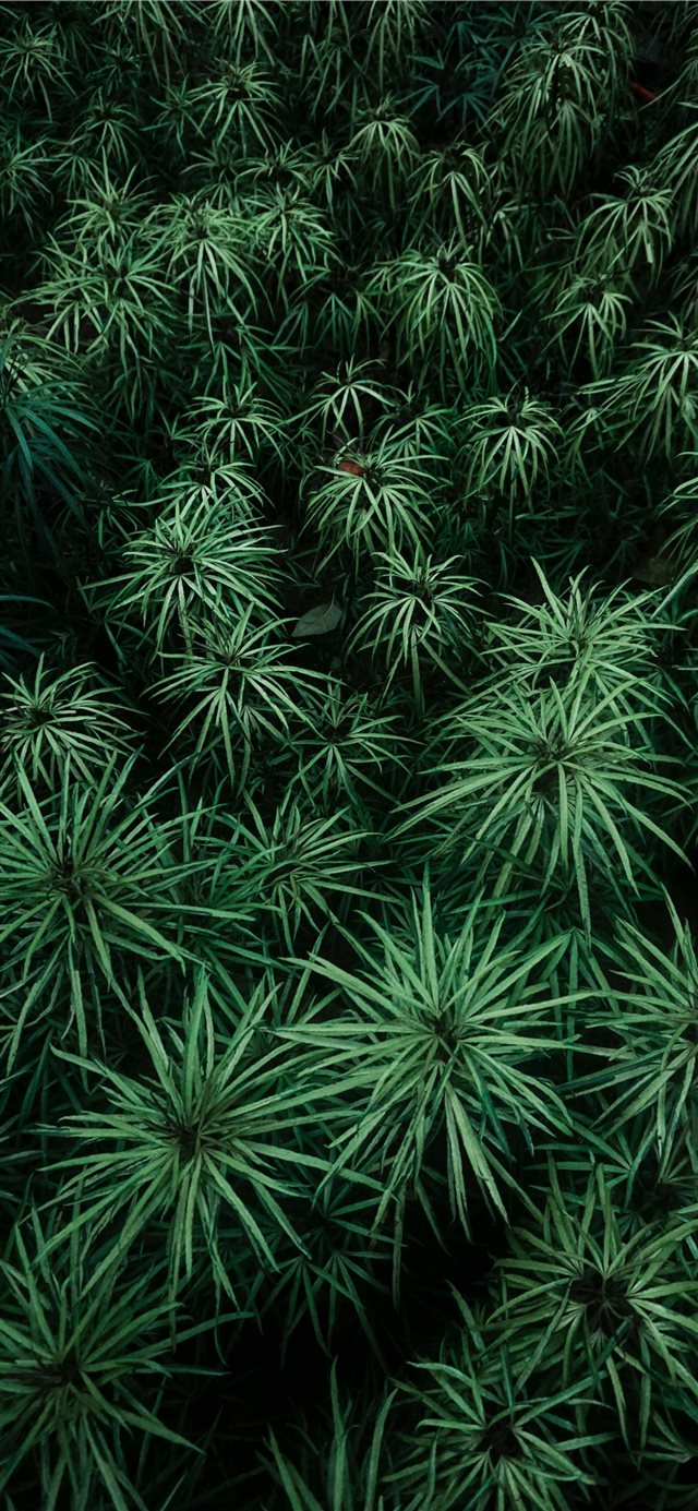 green plants at daytime iPhone 11 wallpaper 