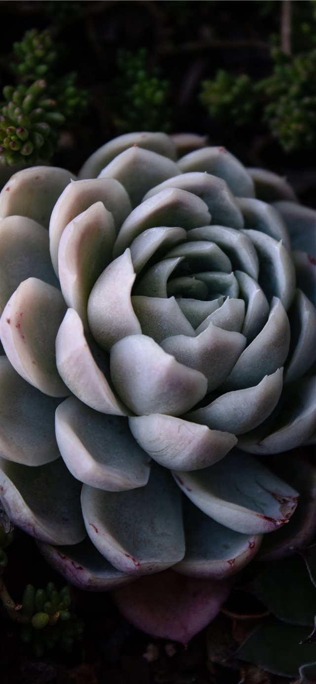 green succulent iPhone 11 Wallpapers Free Download