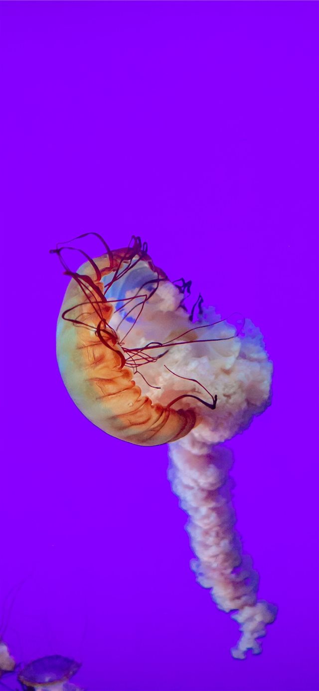 jelly fish iPhone X wallpaper 