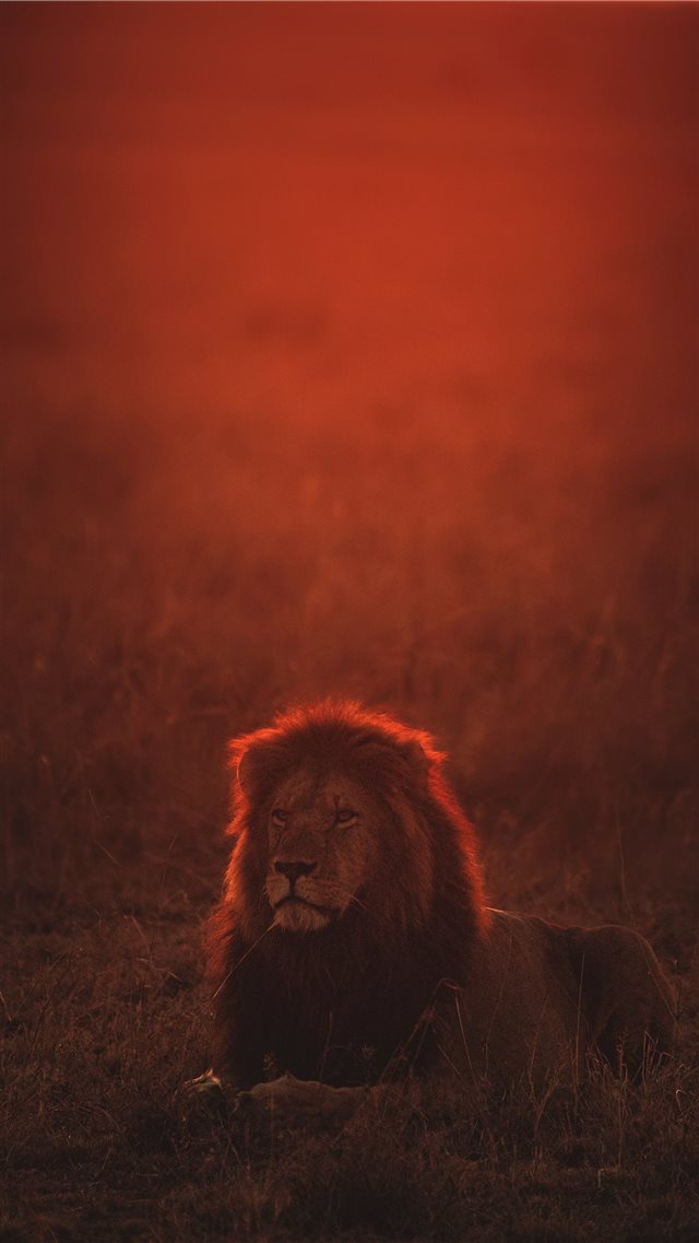 lion on green grass during golden hour iPhone 8 wallpaper 