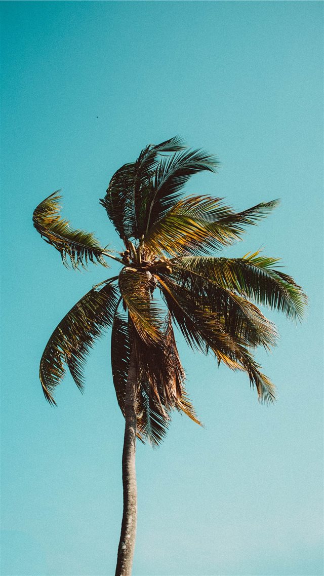 low angle photography of coconut tree iPhone 8 wallpaper 