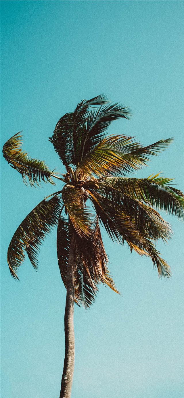 low angle photography of coconut tree iPhone X wallpaper 